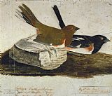 John James Audubon Towhee Bunting painting